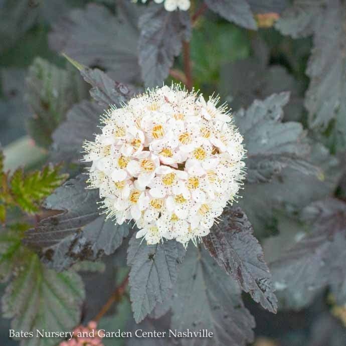Topiary Patio Tree #7 Physocarpus opul Diabolo/ Ninebark Native (TN)