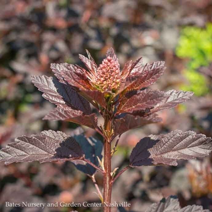 Topiary Patio Tree #7 Physocarpus opul Diabolo/ Ninebark Native (TN)
