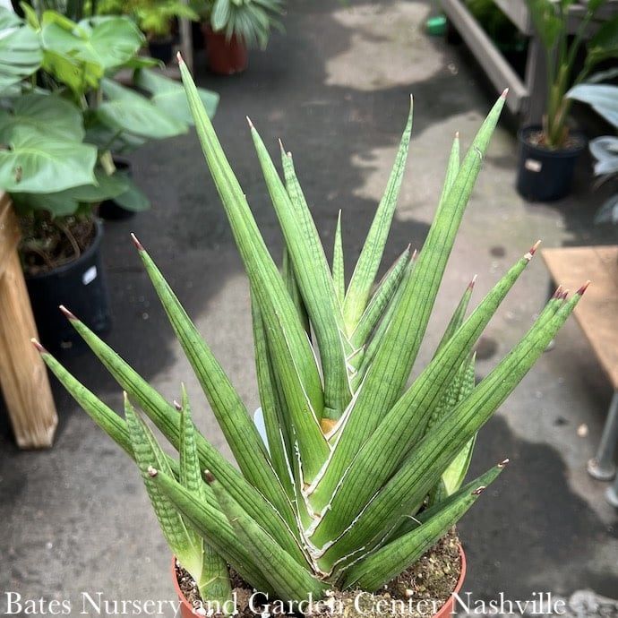 6p! Sansevieria Giga Spiky /Snake Plant /Mother-in-Law Tongue /Tropical