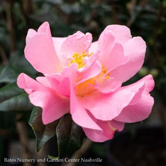 #7 Camellia x Pink Icicle/ Semi-Double - No Warranty