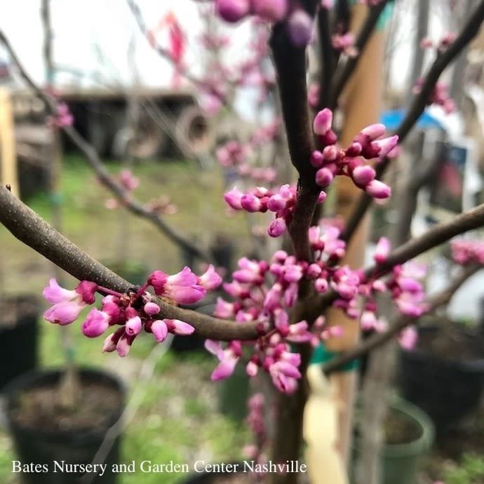 #7 Cercis can Ace of Hearts/ Dwarf Redbud Native (TN)