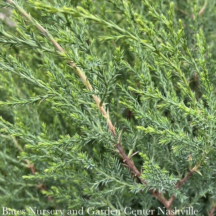 #3 Juniperus virginiana/ Upright Eastern Red Cedar Native (TN)
