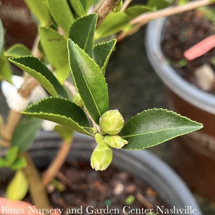 #3 Camellia sas SL October Magic &#39;Carpet&#39;/ Pink - No Warranty