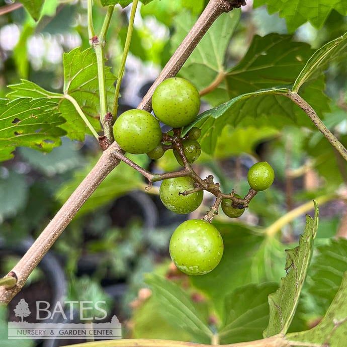 Edible #3 Vitis rotund Southland/ Black Muscadine Grape Native (TN)
