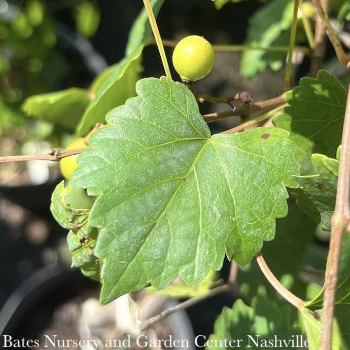 Edible #3 Vitis rotund Southland/ Black Muscadine Grape Native (TN)