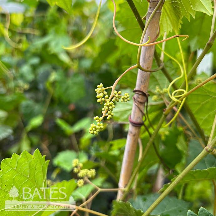 Edible #3 Vitis rotund Southland/ Black Muscadine Grape Native (TN)