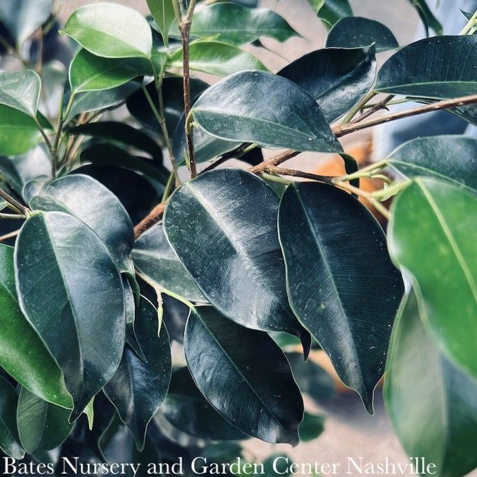 8p! Ficus Benjamina Midnight /Tropical
