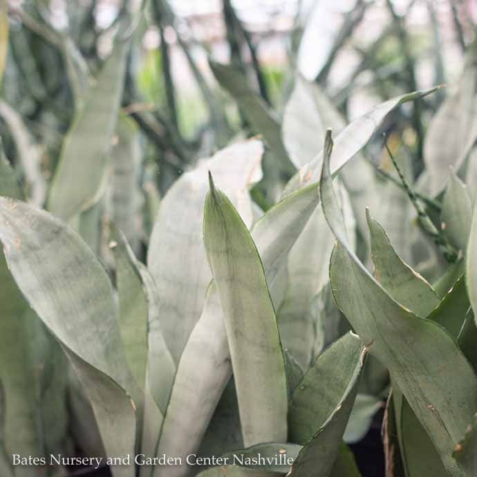 8p! Sansevieria Moonshine /Snake Plant /Mother-in-Law Tongue /Tropical