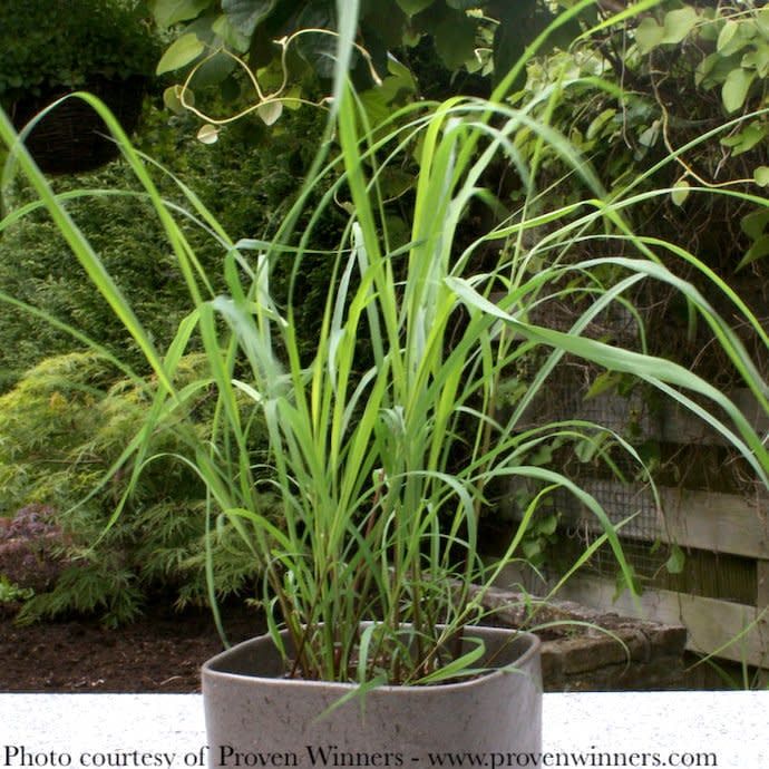 Tropical Edible #1 Cymbopogon citratus/ Lemon Grass
