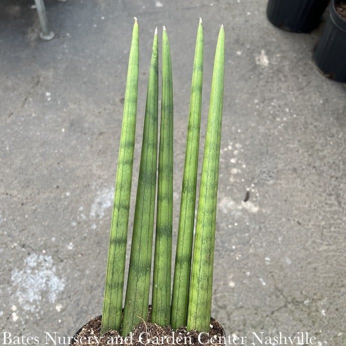 6p! Sansevieria Cylindrica Fan /Snake Plant /Mother-in-Law Tongue /Tropical