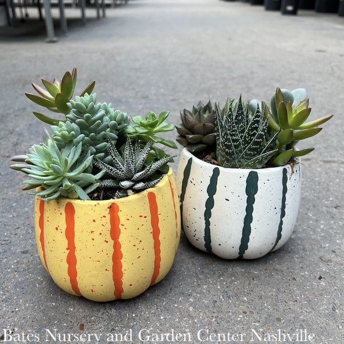 5p Ceramic Gourd w/ Succulents