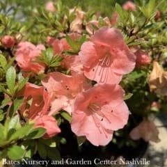 #3 Azalea x Wakaebisu (Satsuki hybrid)/ Salmon Pink