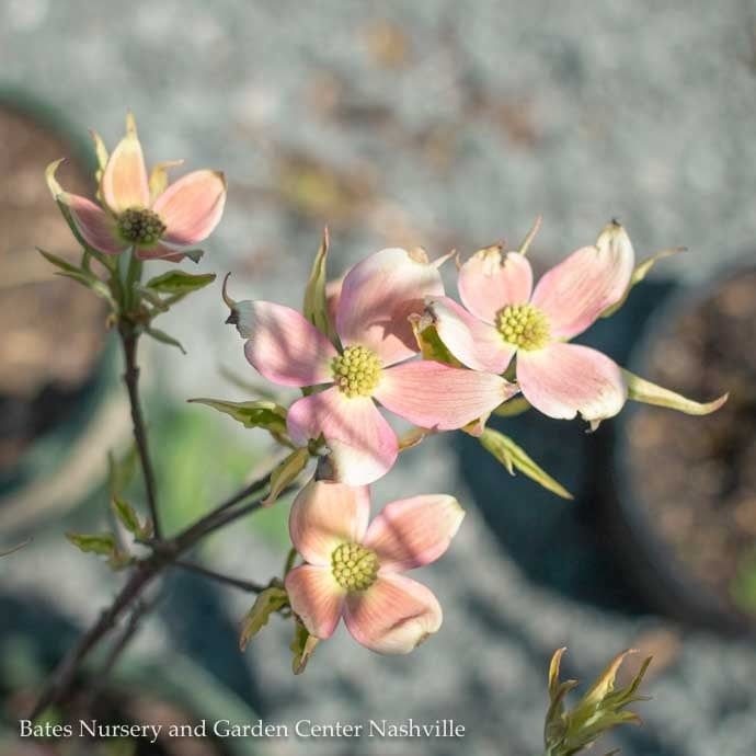 #10 Cornus florida x kousa Stellar Pink/ Flowering Dogwood