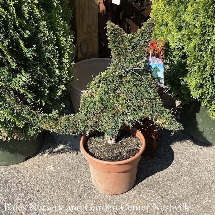 Topiary Mini Cat Shape #3 Thuja occ Smaragd &#39;Emerald Green&#39;/ Arborvitae - No Warranty