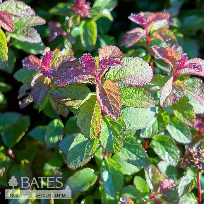 #3 Spiraea japonica Empire &#39;Northern Lights&#39;/  Red-yellow-green Foliage, Pink Flowers