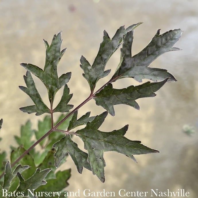 #1 Actaea (Cimicifuga) simplex Brunette/ Snakeroot, Bugbane