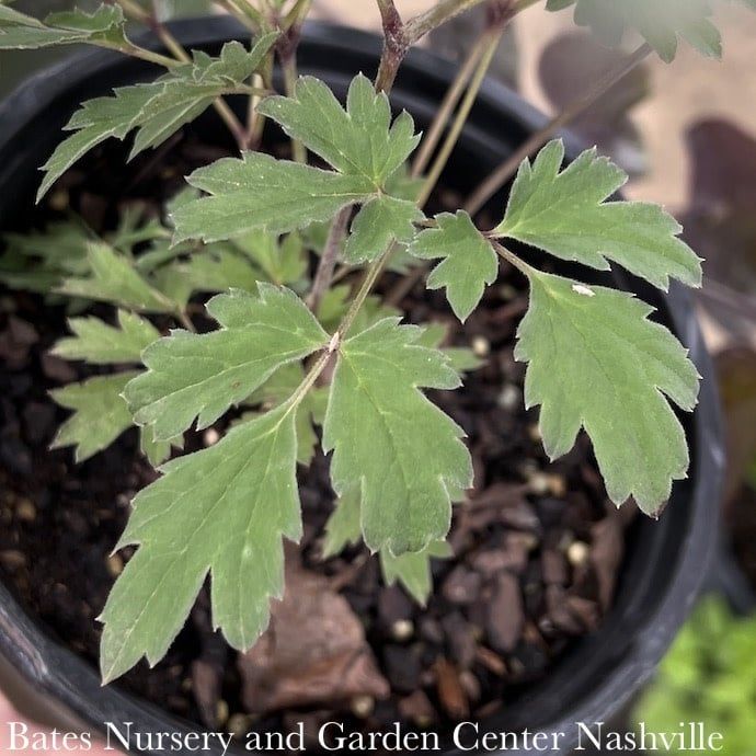 #1 Actaea (Cimicifuga) simplex Brunette/ Snakeroot, Bugbane