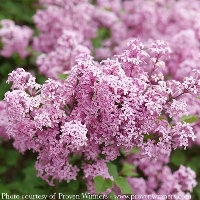 #3 Syringa PW Bloomerang &#39;Purpink&#39;/ Reblooming Lilac
