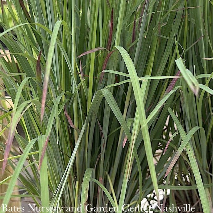 #1 Grass Schizachyrium scop Standing Ovation/ Little Bluestem Native (TN)