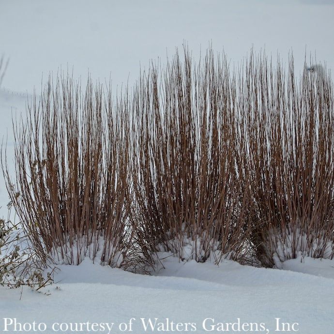 #1 Grass Schizachyrium scop Blue Paradise/ Little Bluestem Native (TN)