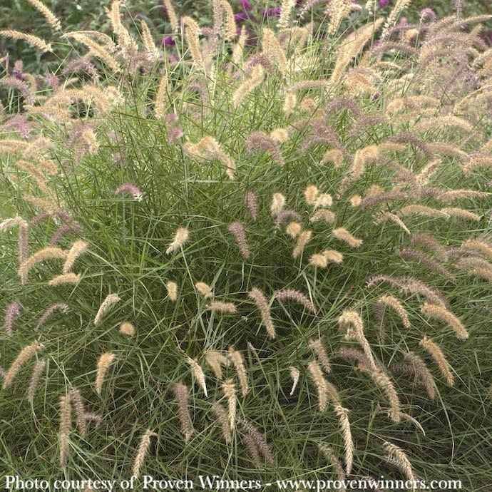 #1 Grass Pennisetum orie PW Karley Rose/ Oriental Fountain