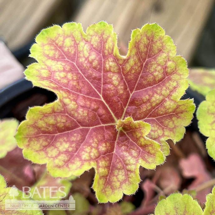 #1 Heuchera x Pretty Perrine/ Coral Bells