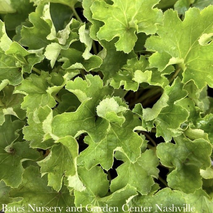 #1 Heuchera x Pretty Perrine/ Coral Bells