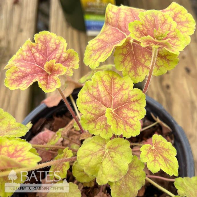 #1 Heuchera x Pretty Perrine/ Coral Bells