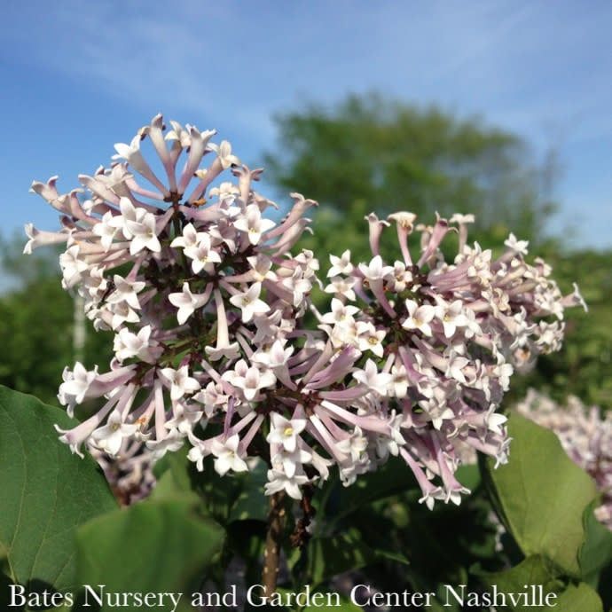 Topiary Patio Tree #10 Syringa pub Miss Kim/ Compact Korean Lilac