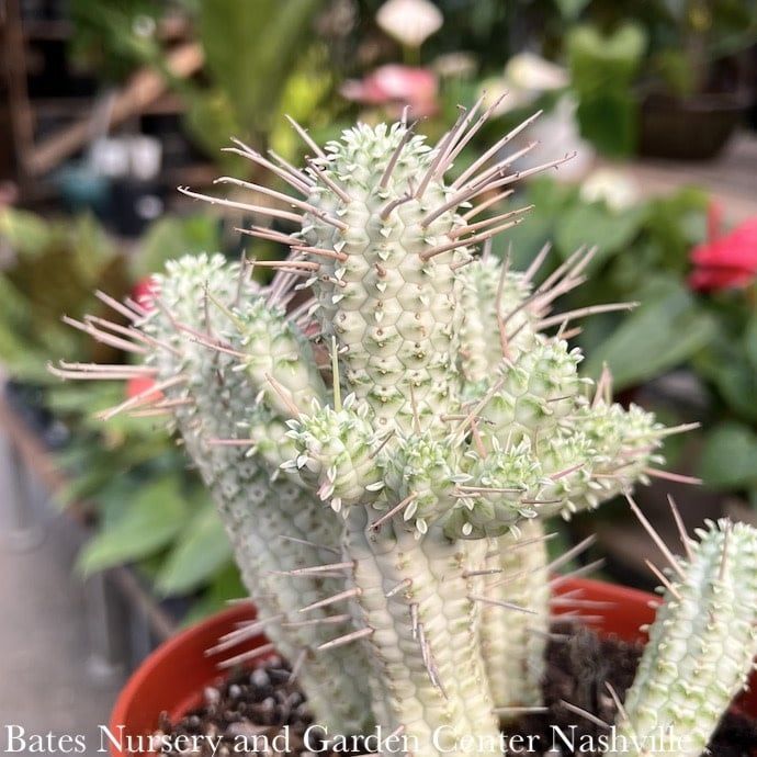 6p! Euphorbia Mammillaria Variegated Cactus /Tropical