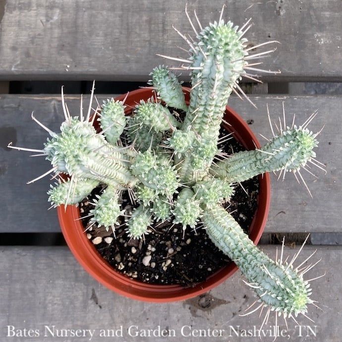 6p! Euphorbia Mammillaria Variegated Cactus /Tropical