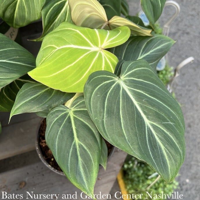 6p! Philodendron Gloriosum /Tropical