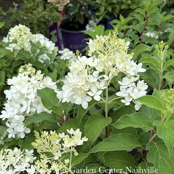 #2 Hydrangea pan PW Puffer Fish/ White to Lime Green Panicle
