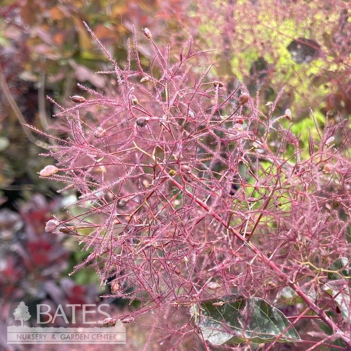 Topiary Patio Tree #6 Cotinus coggygria Dusky Maiden/ Smoketree