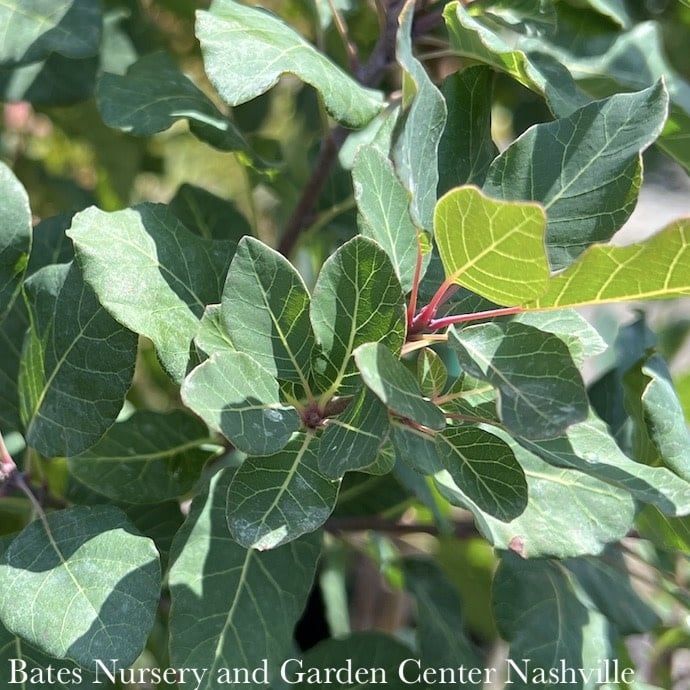 Topiary Patio Tree #6 Cotinus coggygria Dusky Maiden/ Smoketree