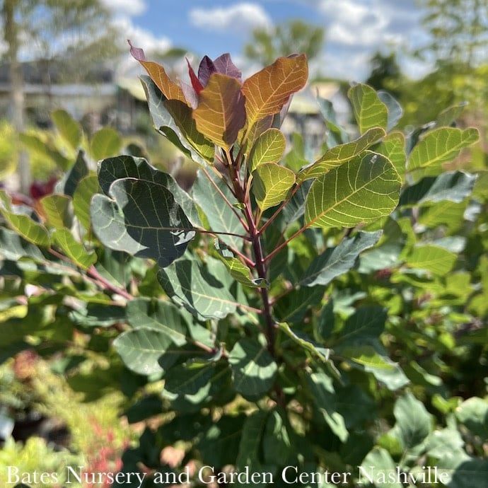 Topiary Patio Tree #6 Cotinus coggygria Dusky Maiden/ Smoketree