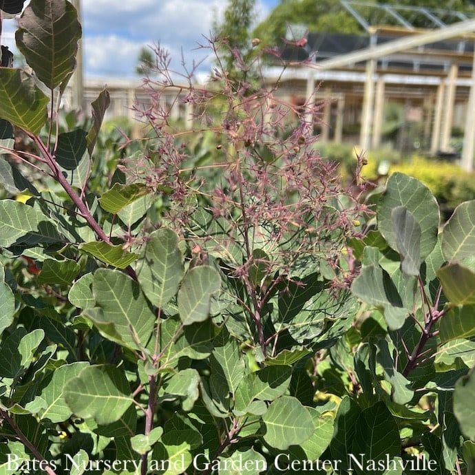 Topiary Patio Tree #6 Cotinus coggygria Dusky Maiden/ Smoketree