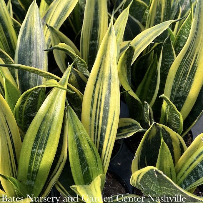 4p! Sansevieria Golden Flame /Snake Plant /Mother-in-Law Tongue /Tropical