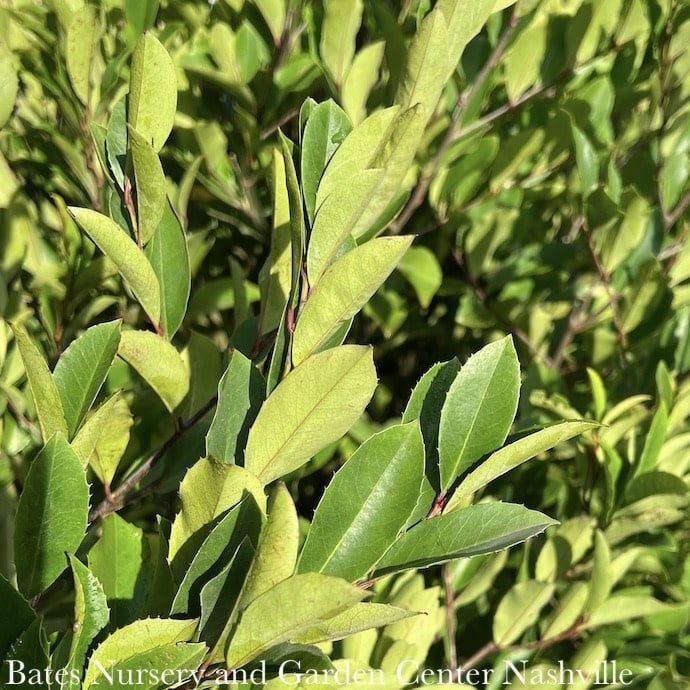 #15 Prunus car Centre Court/ Upright Cherry Laurel Native (R)
