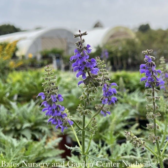 #1 Salvia nem Feathers Peacock/ Meadow Sage