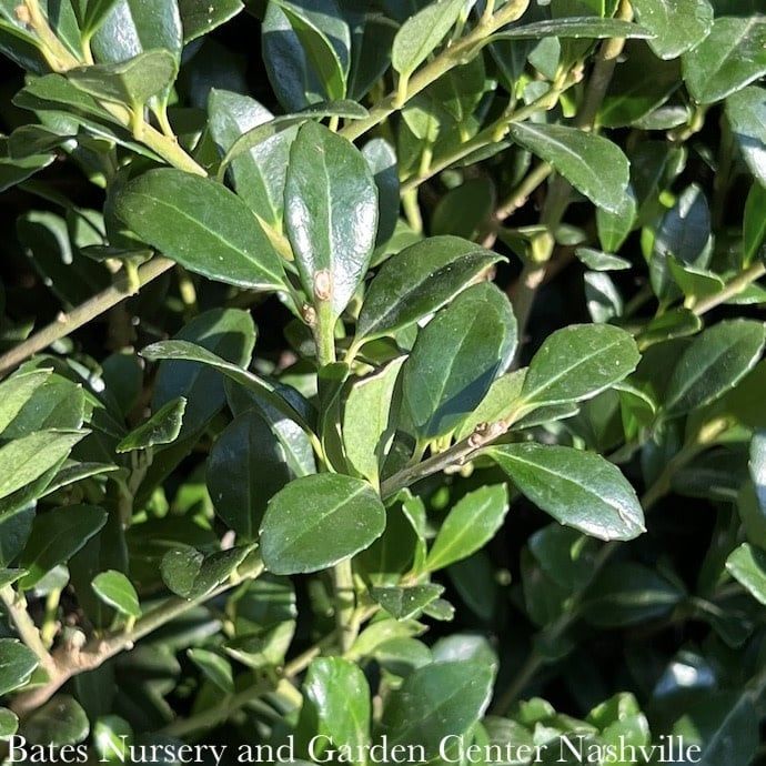 #2 Ilex cren Luxus / Compact Japanese Holly (male)