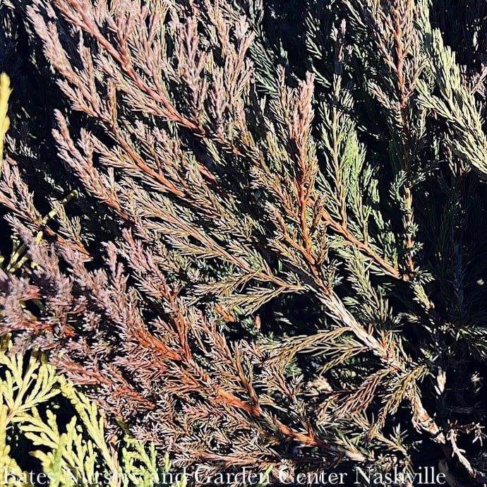 #1 Juniperus horiz Plumosa Compacta/ Creeping Andorra Juniper