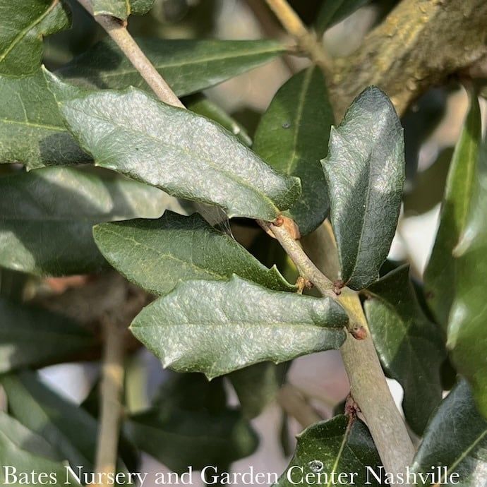 #7 Quercus virginiana/ Southern Live Oak Native (R) - No Warranty