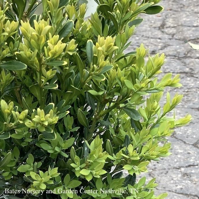 #3 Buxus x Green Gem/ Dwarf Boxwood