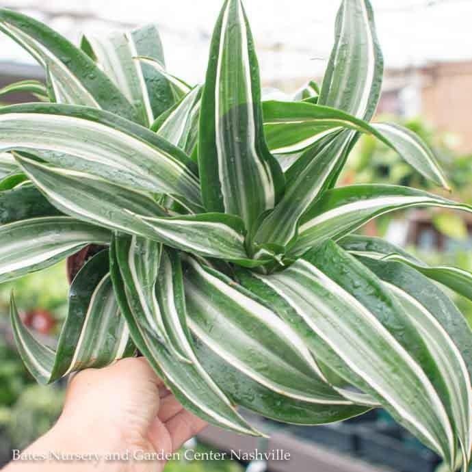 12p! Dracaena Jade Jewel Cane 4ppp /Tropical