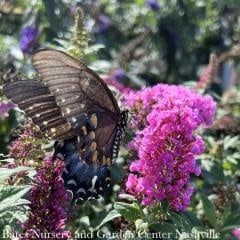 #2 Buddleia x PW Pugster PINKER/ Dwarf Butterfly Bush