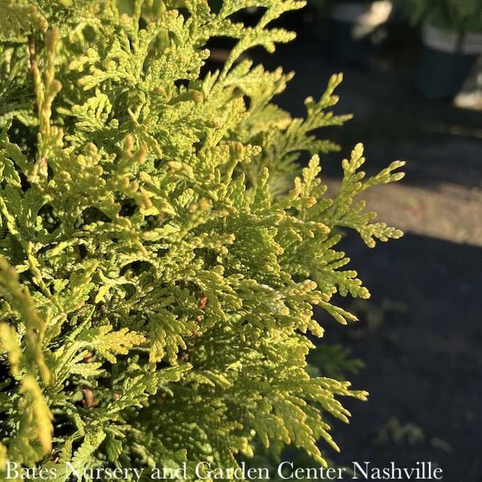 #5 Thuja occ PW Cheer Drops/ Upright Arborvitae