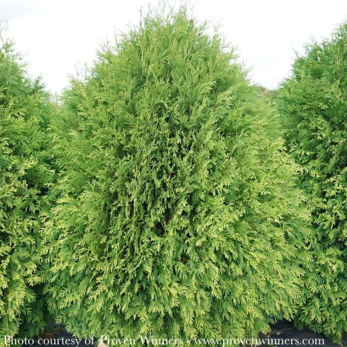 #5 Thuja occ PW Cheer Drops/ Upright Arborvitae