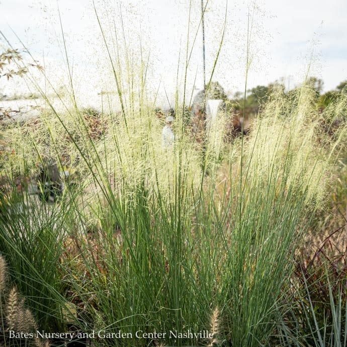 #1 Grass Muhlenbergia cap AB White Cloud/ White Muhly Native (TN)