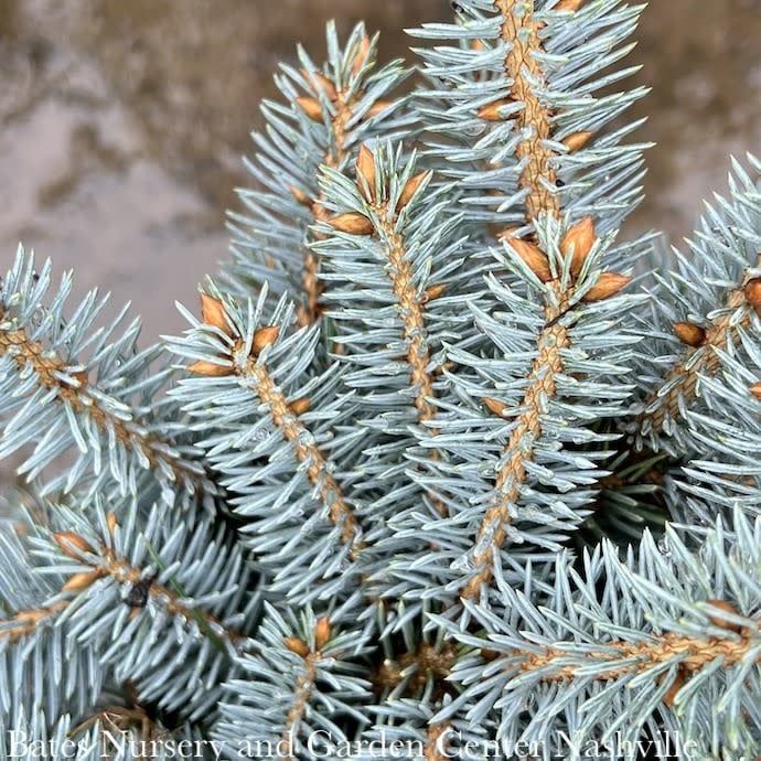 #10 24&quot; Picea pun Globosa/ Dwarf Globe Blue Spruce
